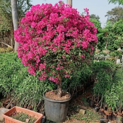 Bougainvillea