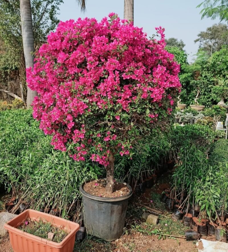 Bougainvillea