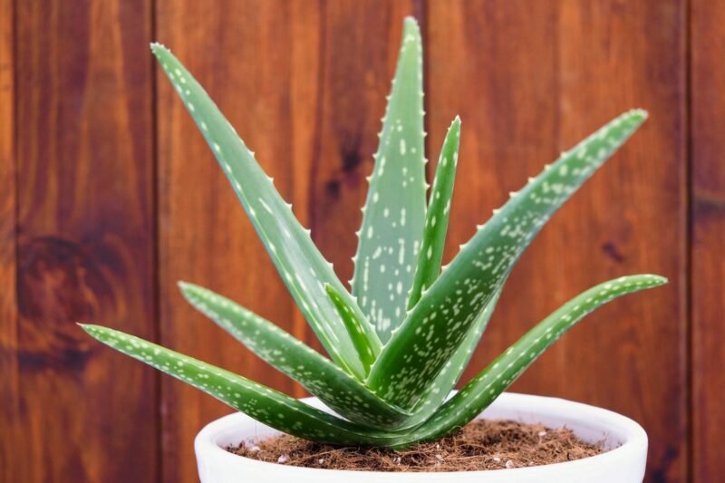 alovera plant