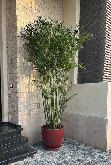 Parlor Palm