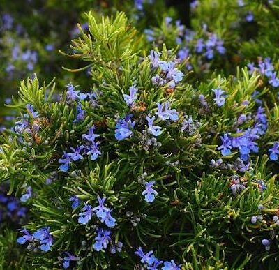 Rosemary