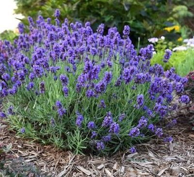 Lavender