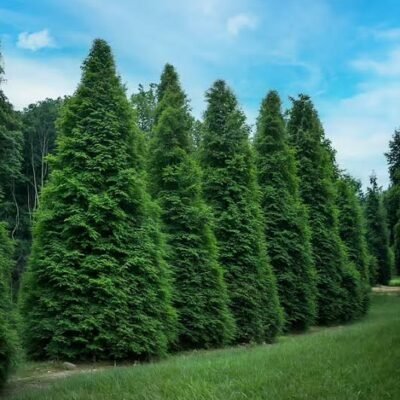Green Giant Arborvitae