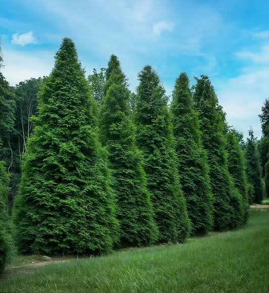 Green Giant Arborvitae