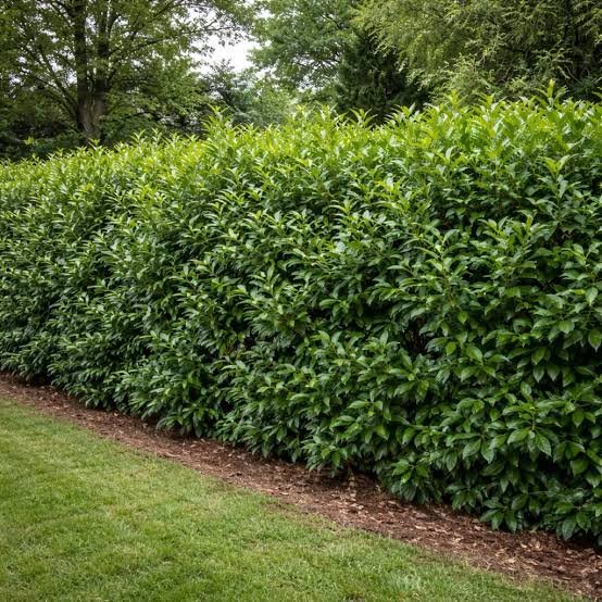 Cherry Laurel / Skip Laurel