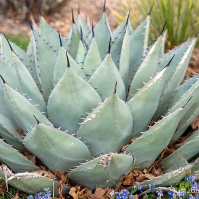 Agave