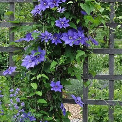 Clematis