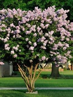 Crape Myrtle