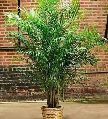 Areca Palm