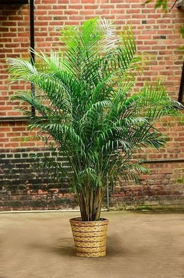 Areca Palm