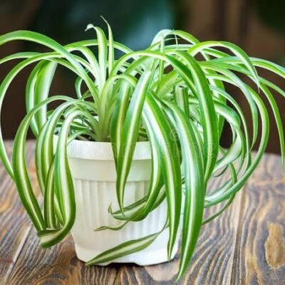 Spider Plant