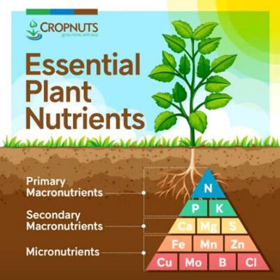 Secondary Macronutrients