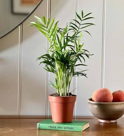 Parlor Palm
