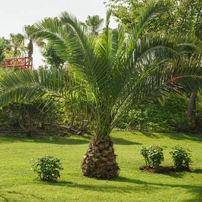 Pygmy Date Palm
