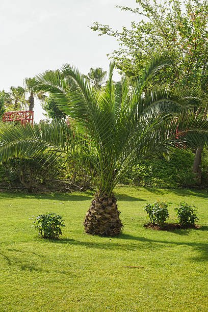 Pygmy Date Palm