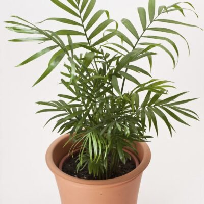 Parlor Palm